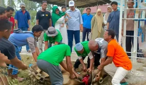 Warga Gampong Meunasah Mesjid, Kecamatan Muara Dua, Kota Lhokseumawe menyembelih 77 hewan qurban, yang terdiri dari 51 sapi dan 26 kambing pada Hari Raya Idul Adha tahun 1445 Hijriyah / 2024 Masehi. Demikian disampaikan Keuchik Gampong Meunasah Mesjid, Drs. H. Murtadha, MSM pada hari Senin (17/6/2024). Penyembelihan hewan qurban dipimpin oleh Kepala Dusun, Imum Dusun dan Pengurus Serikat Tolong Menolong (STM) masing-masing dusun, yang dikoordinir oleh Pemerintah Gampong Meunasah Mesjid. Warga Meunasah Mesjid Lhokseumawe Sembelih 77 Hewan Qurban Idul Adha 1445 Hijriyah Adapun rincian qurban masing dusun yaitu 1) Dusun Kuta Kareung 10 sapi, 1 kambing; 2) Dusun Kapiten Yusuf 7 sapi, 4 kambing; 3) Dusun Meunasah Tuha 4 sapi, 5 kambing; 4) Dusun Teungku Dibangka 7 sapi, 4 kambing; 5) Dusun Teungku Diglee 7 sapi, 3 kambing; 6) Dusun Haji Nafi 9 sapi, 1 kambing; 7) Dusun Keurani Uma 7 sapi, 8 kambing. Sementara Imum Gampong Gampong Meunasah Mesjid, Tgk. H. M. Diah Ibrahim menjelaskan bahwa daging qurban 51 ekor sapi dan 26 ekor kambing bagikan kepada warga dari 7 dusun yang ada dalam Gampong Meunasah Mesjid. Warga Meunasah Mesjid Lhokseumawe Sembelih 77 Hewan Qurban Idul Adha 1445 Hijriyah ‘’Setelah sapi dan kambing itu kita sembelih, kemudian panitia memotong kecil-kecil dan dikemas, selanjutnya daging qurban dibagikan kepada warga yang telah diberikan kupon terlebih dulu,’’ tutup Tgk. Imum M. Diah. Terhadap pelaksanaan qurban ini, berbagai apresiasi positif disampaikan oleh warga. Salah satunya disampaikan oleh Tokoh Pemuda Gampong, Tgk. Ridhwan Yusuf dalam Grup WhatsApp Meunasah Mesjid yang berbunyi "semoga qurban kedepan di Gampong Meunasah Mesjid lebih termotivasi lagi dari total qurban saat ini". Warga Meunasah Mesjid Lhokseumawe Sembelih 77 Hewan Qurban Idul Adha 1445 Hijriyah Menurutnya arisan qurban sangat membantu sekali bagi pekurban untuk melunasi dengan cara cicil yang dikelola Kepala Dusun dan Imum Dusun, pungkas Tgk. Ridhwan yang aktif sebagai Pengurus BKM Masjid Al-Mabrur. Warga Meunasah Mesjid Lhokseumawe Sembelih 77 Hewan Qurban Idul Adha 1445 Hijriyah Mengutip pernyataan salah seorang Tokoh Masyarakat Meunasah Mesjid Dr. Tgk. Hamdani, MA yang juga Ketua BKM Masjid Al-Mabrur bahwa Qurban merupakan salah satu sembelihan yang disyariatkan sebagai ibadah dan amalan mendekatkan diri kepada Allah SWT. Hal inilah yang dinyatakan Ibnul Qayyim dalam pernyataannya: "Sembelihan-sembelihan yang menjadi amalan mendekatkan diri kepada Allah dan ibadah adalah Al-Hadyu, Al-Adhhiyah (Kurban) dan Al-Aqiqah disyariatkannya kurban sudah merupakan ijma yang disepakati kaum muslimin. Galeri: Foto Kegiatan Sembelih 77 Hewan Qurban Idul Adha 1445 Hijriyah